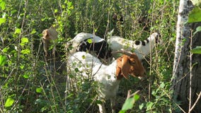 Buckthorn-eating goats back in action in Burnsville, Minn.