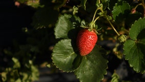 Owners of pick-your-own berry farm in Champlin, Minnesota announce retirement after 42 years