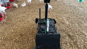 Poultry Patrol: Robot at family turkey farm keeps an eye on the flock