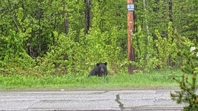 Duluth police warn public after 2 dogs bitten by bear