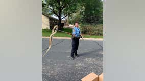 Police officers move giant snake lying in road in Blaine, Minnesota neighborhood