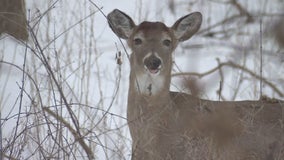 Officials investigating after hunter shot in Washburn County, Wisconsin