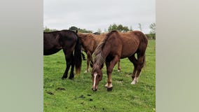 Animal Humane Society helps rescue nearly 60 horses in 'poor shape' in northern Minnesota