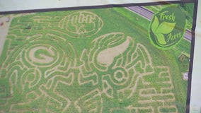 Fresh Acres carves Vikings and Packers helmets into corn maze