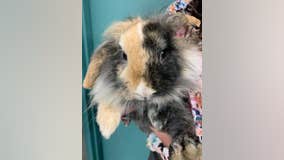 Lost bunny found in St. Louis Park, police seek owners