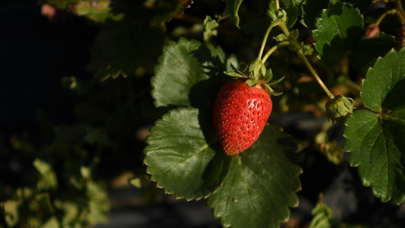 Owners of pick-your-own berry farm in Champlin, Minnesota announce retirement after 42 years