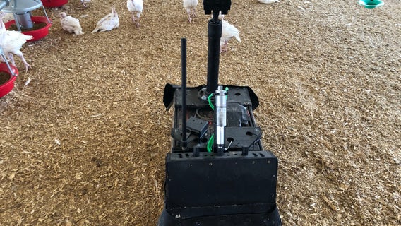 Poultry Patrol: Robot at family turkey farm keeps an eye on the flock