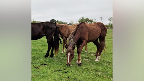 Animal Humane Society helps rescue nearly 60 horses in 'poor shape' in northern Minnesota