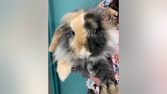 Lost bunny found in St. Louis Park, police seek owners