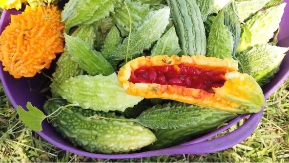 Hmong farmers produce rainbow of food in Minnesota