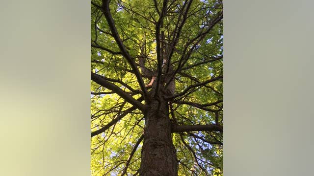 What to plant under your oak trees