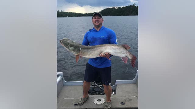 Iowa angler sets new Minnesota record with muskie caught on Lake Vermilion