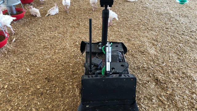 Poultry Patrol: Robot at family turkey farm keeps an eye on the flock