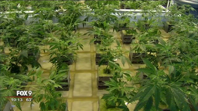 Children with autism could soon be prescribed medical marijuana