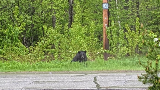 Duluth police warn public after 2 dogs bitten by bear