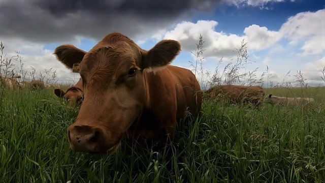 Another way: Desperation led farmer 'back to nature'
