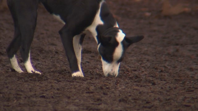 MDH reports record number of illnesses in dogs from fungus found in dirt