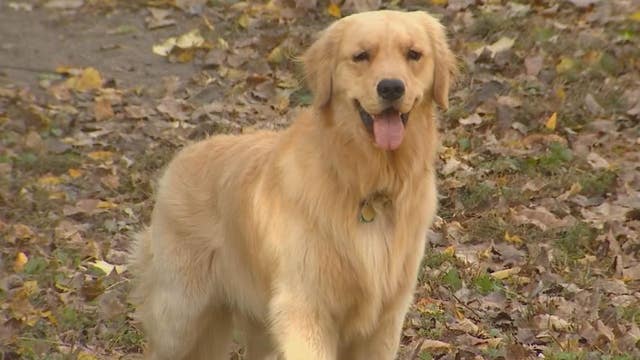 Sugar-free gum being blamed for accidental dog poisonings