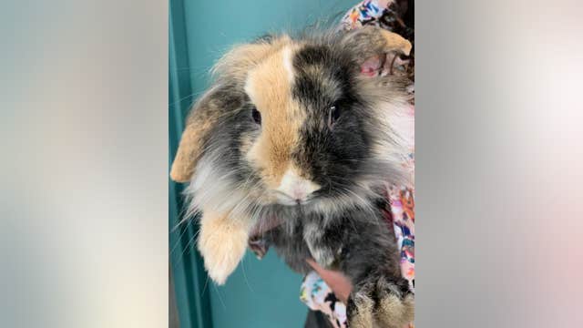 Lost bunny found in St. Louis Park, police seek owners
