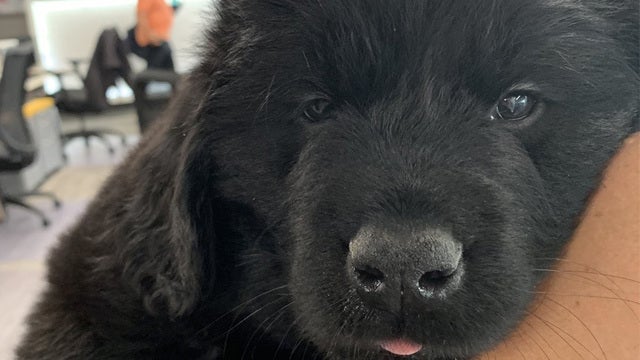 Puppies stop by FOX 9 ahead of James J. Hill Days