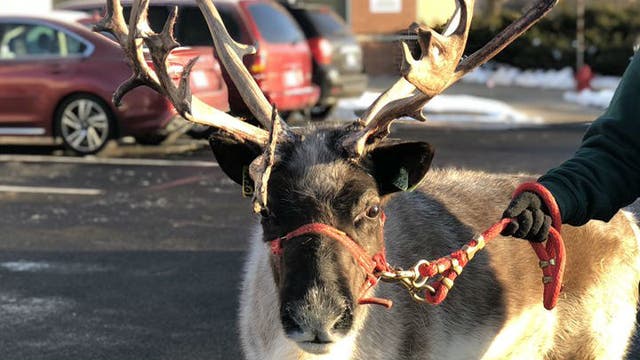 Minnesota Zoo needs help naming new reindeer