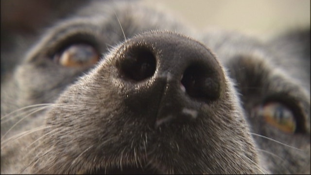 Minnesota rep introduces bill to ban gas chambers for pet euthanasia