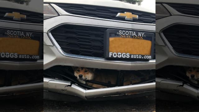 Shiba Inu survives being hit by car, stuck in grille for 45-minute ride