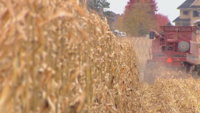 Hampered by wet weather, Minnesota farmers deal with late harvest
