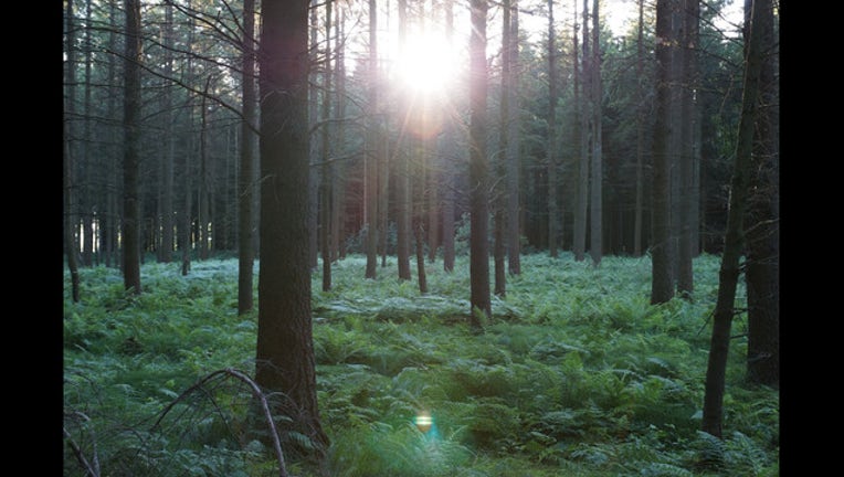 f35fb5c2-forest generic