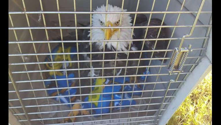 adf19e71-Bald eagle