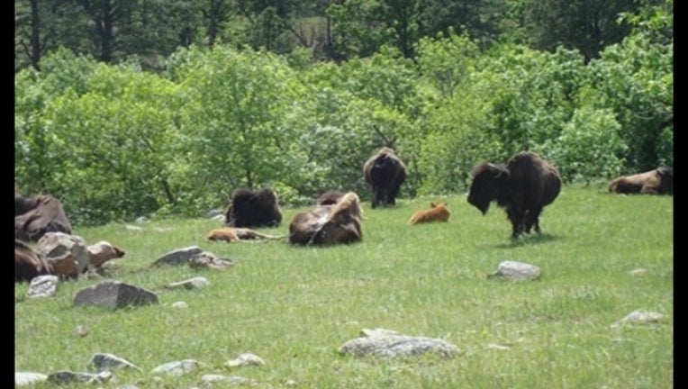 85b90fa5-Bison_1462031043466.jpg