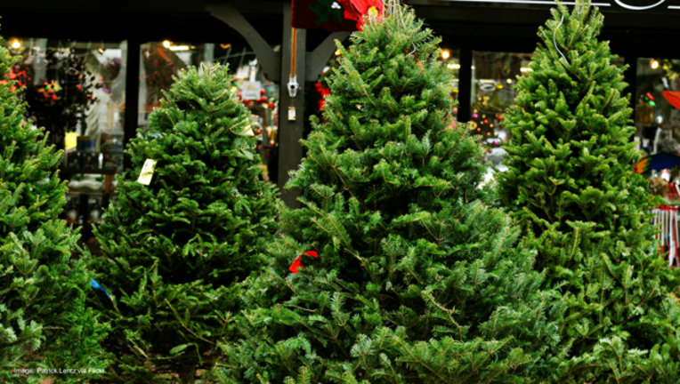 20ee1a2b-Christmas trees in tree lot-404023