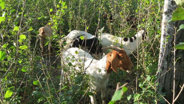 goats eating buckthorn