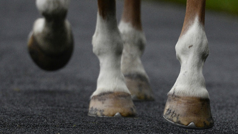 762bc388-GETTY_horse hooves_1525381070285.jpg.jpg
