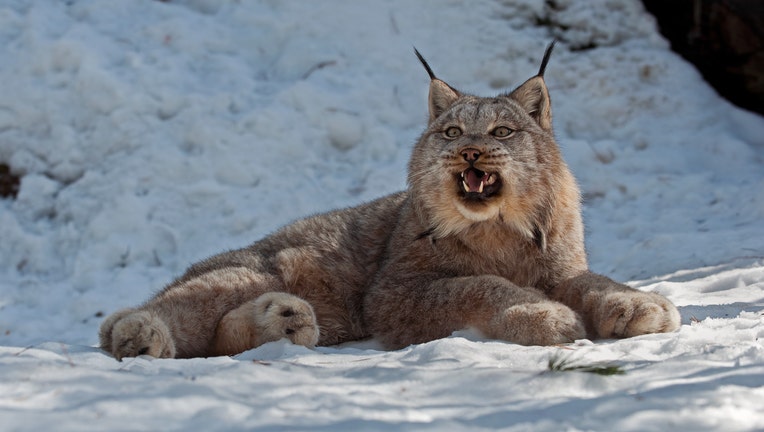 Canada Lynx