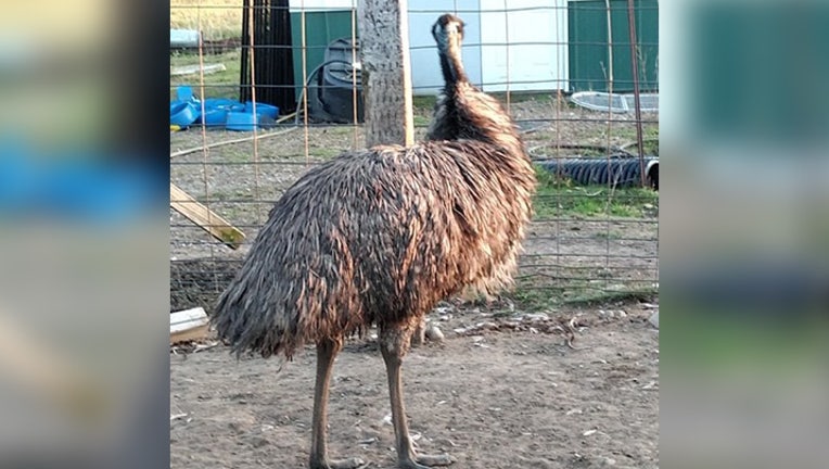 Emu in Benton County