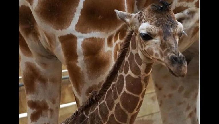 c853240f-baby giraffe_1440703817245.JPG