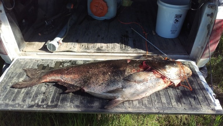 c195a62e-bighead-carp-mn-river-0617_1496936997782.jpg