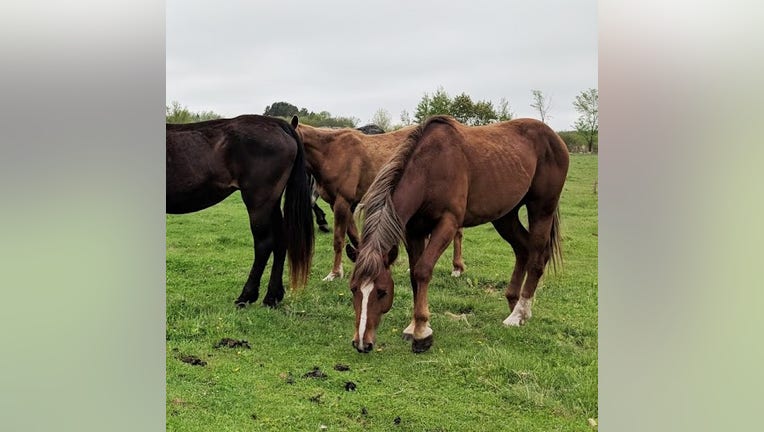 horses rescued in northern Minnesota