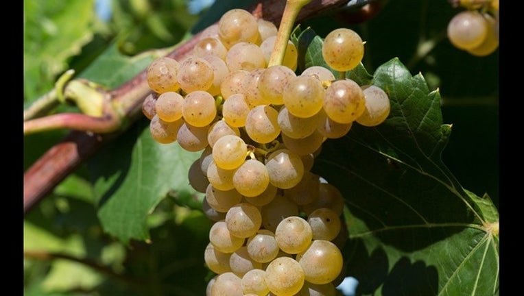 02342f8b-Itasca grapes