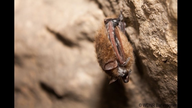 e6577d26-white nose bat syndrome Wisconsin DNR_1494516906912.jpg