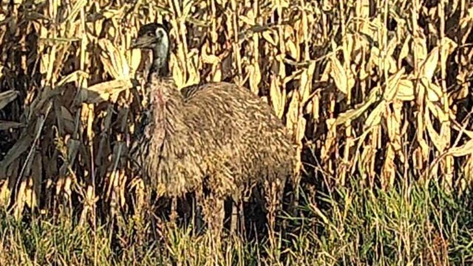 Missing emu 2
