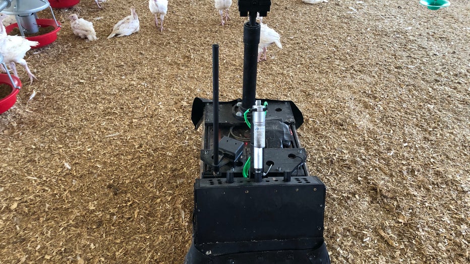 Turkey farming robot