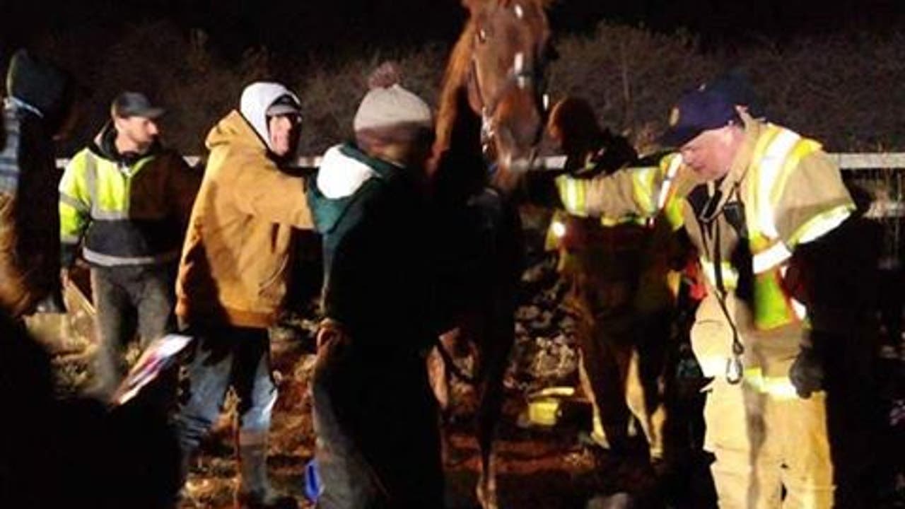 Community Rallies To Rescue Horse After It Fell On Ice FOX 9   Horse Rescue Sara Boerboon 