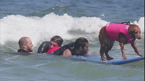 Surfing therapy dog helping wounded warriors, kids with special needs