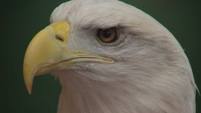 Why the U of M's Raptor Center is treating more sick and injured eagles than ever