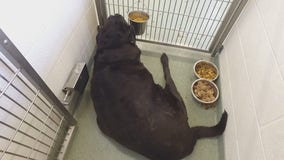 194-pound shelter dog given second chance, lives best year of his life with Minnesota family