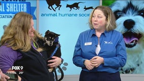 National Animal Shelter Appreciation Week: How do animal shelters determine breeds?