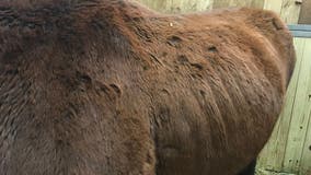 Officials investigate horse neglect at residence in North Branch, Minnesota