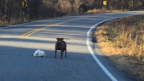 ‘Anyone missing their Thanksgiving turkey?’: Dog caught with whole raw turkey in middle of road